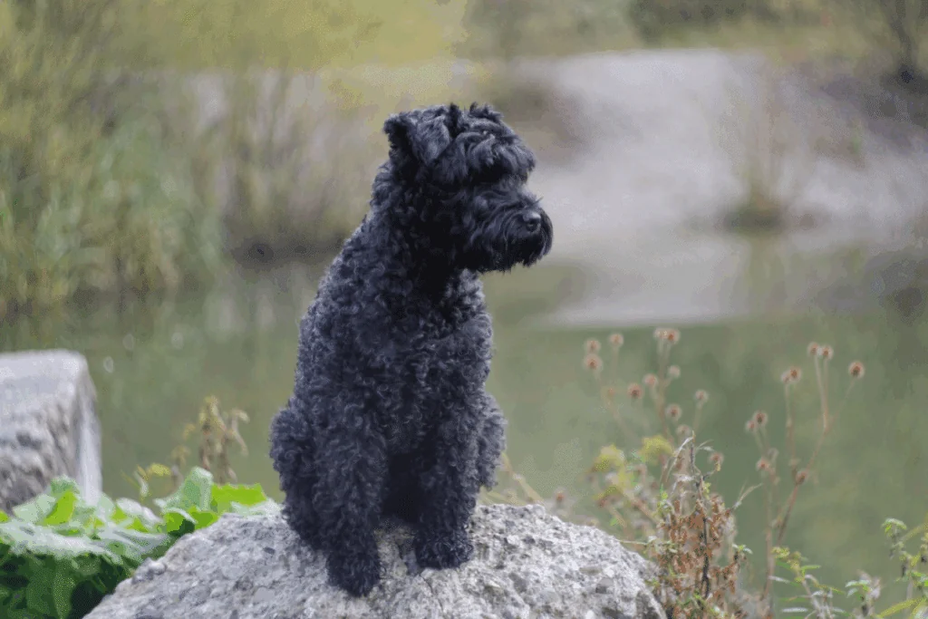 Kerry blue terrier: conheça características do cachorro dessa raça 