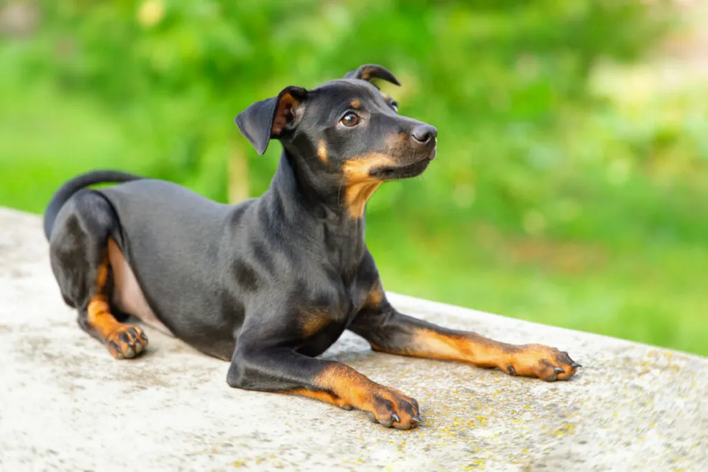 Vai adotar um pinscher? Veja 20 nomes inspirados em filmes e séries