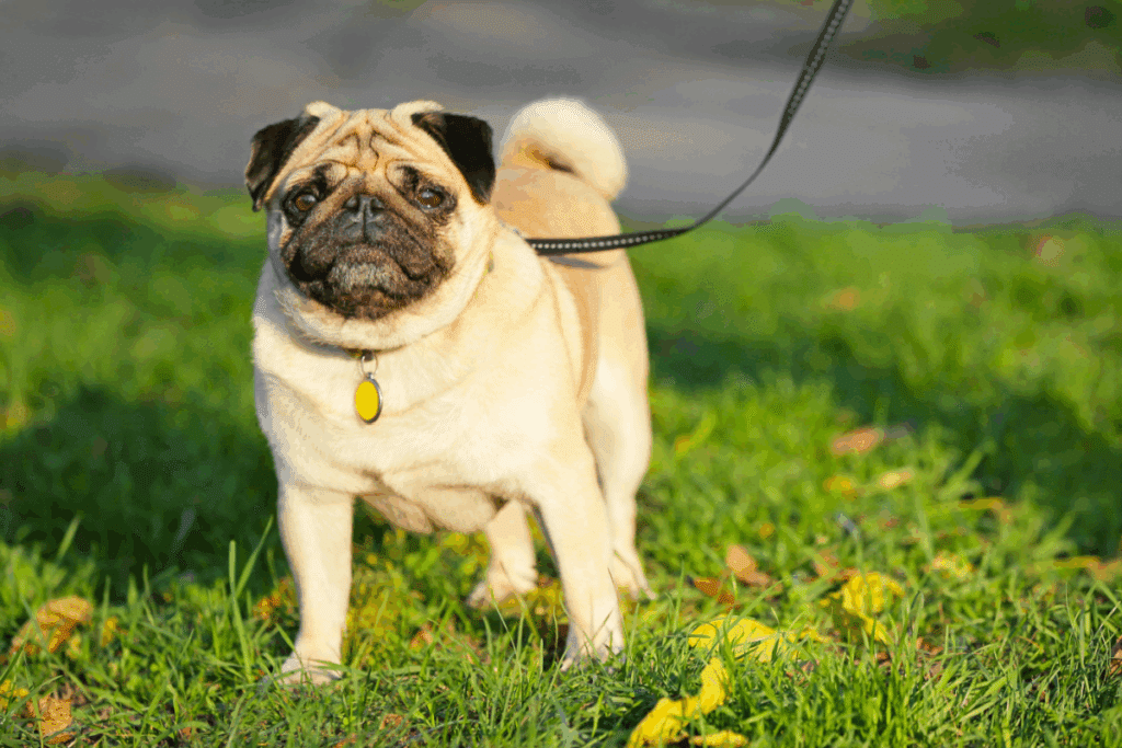 Cachorro com pelagem bege e focinho preto andando no parque preso em coleira preta