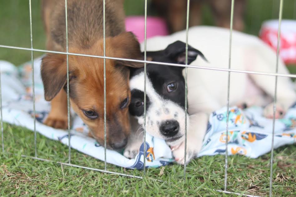 Suzano promove feira de adoção de cães e gatos neste domingo