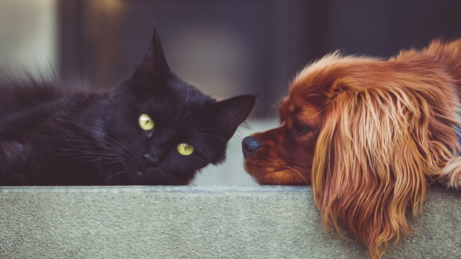 Guarda compartilhada de pets: entenda o que diz a lei no Brasil