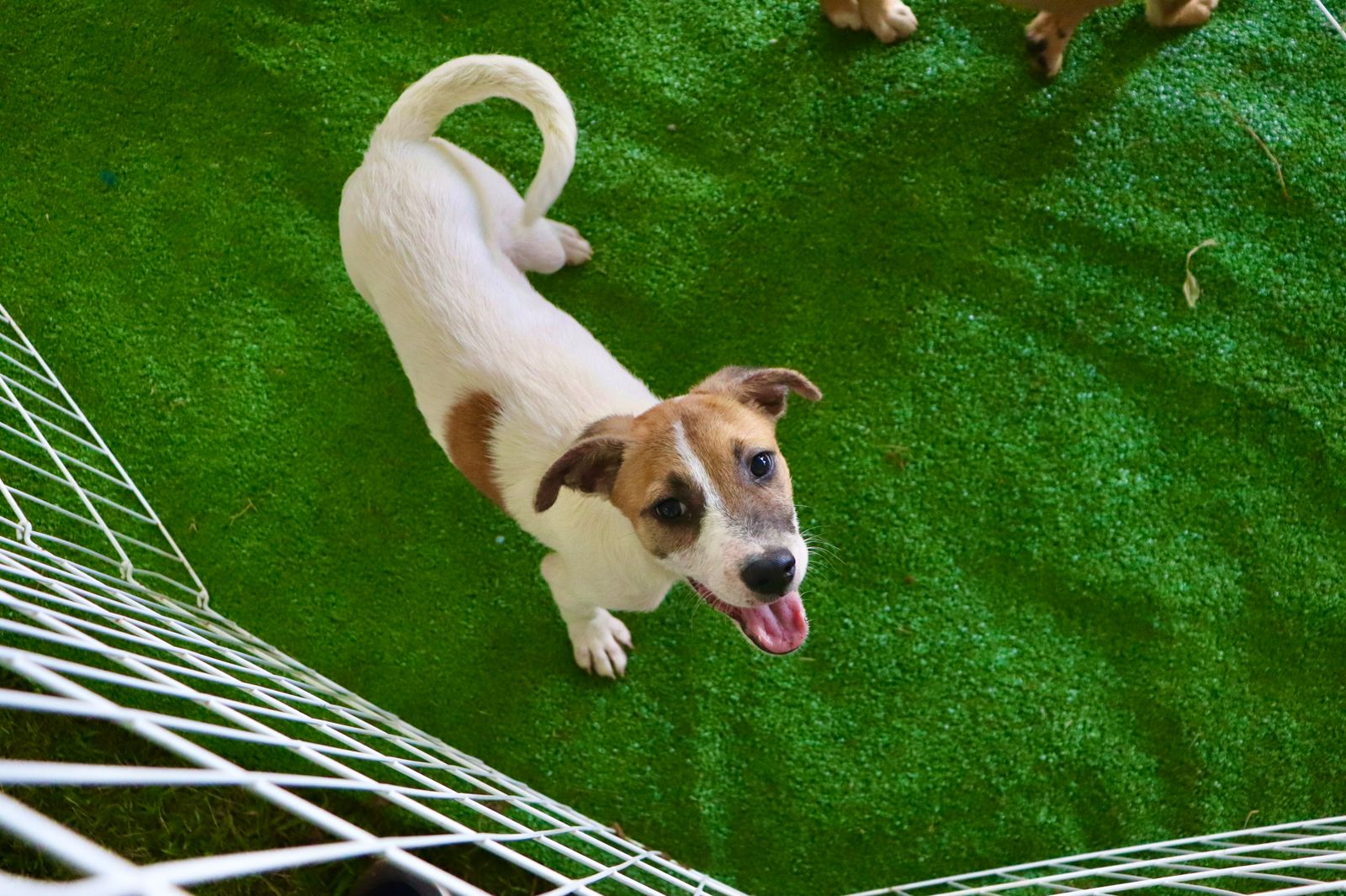 Feira de adoção em Suzano terá cerca de 30 pets à espera de um novo lar