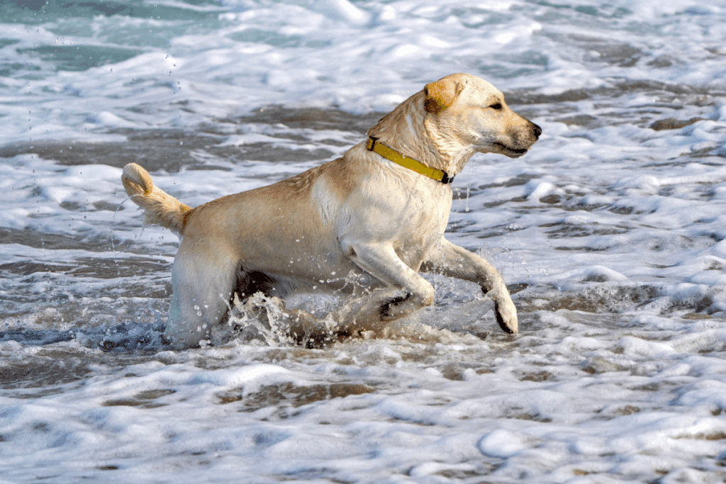 Do labrador ao terra-nova: você conhece os cães originários do Canadá?