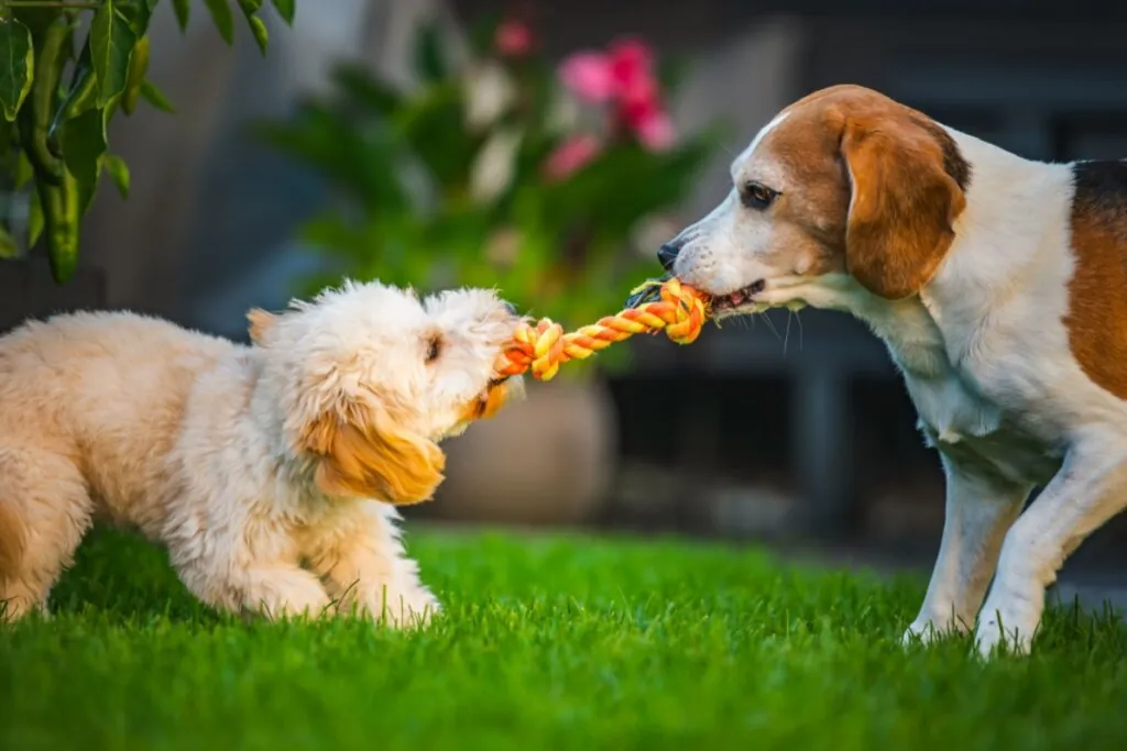 Nomes combinando: 10 opções perfeitas para dois cachorros 