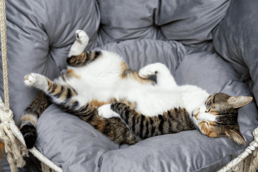 Seu gato dorme enrolado ou de barriga para cima? Veja o que cada posição pode revelar