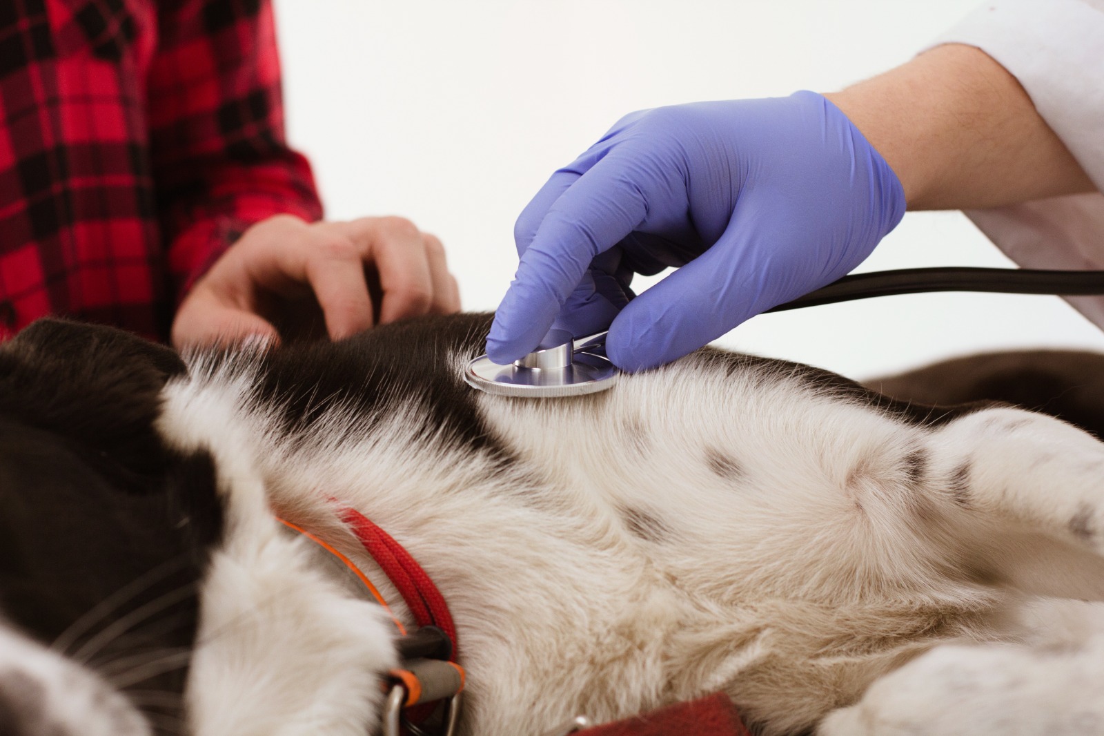 Setembro Vermelho: veterinária alerta para prevenção e diagnóstico precoce de doenças cardíacas em pets