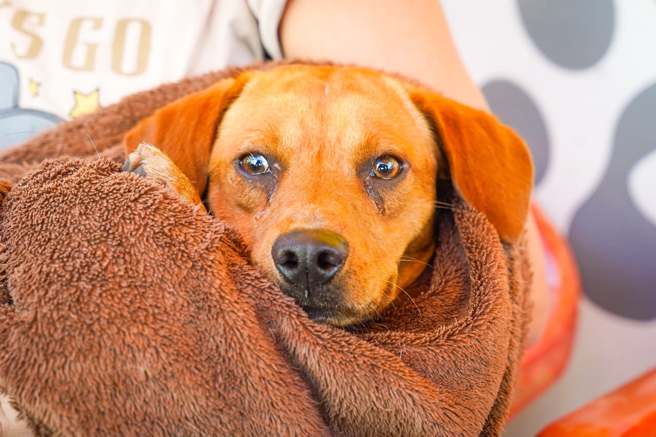 Ferraz realiza mutirão gratuito de castração de cães e gatos; inscrições estão abertas