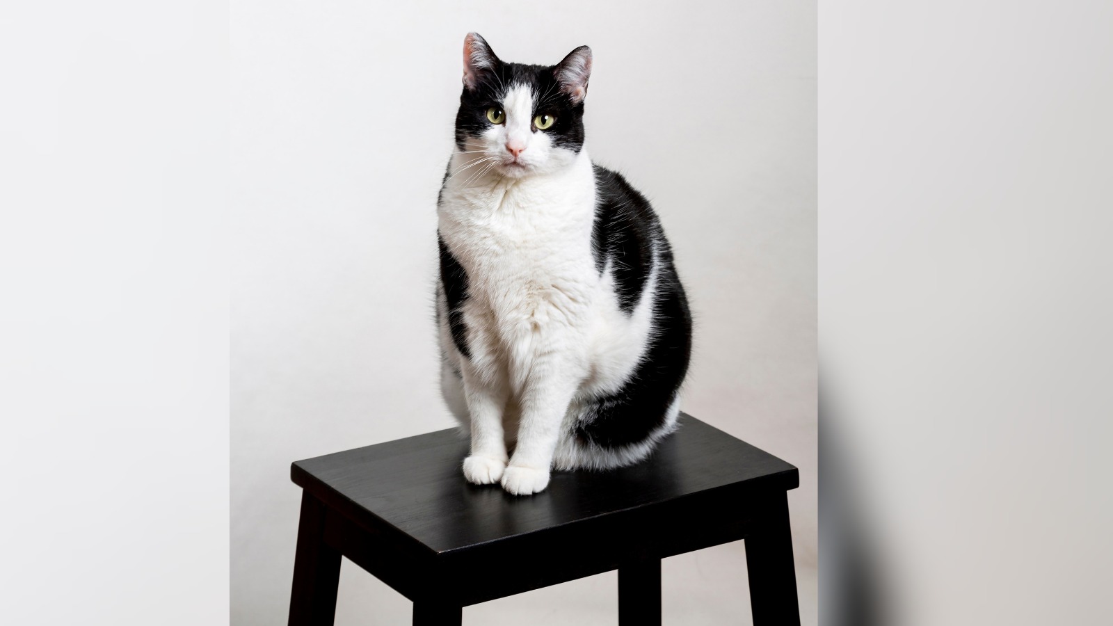 Veterinário destaca cuidados para prevenir a obesidade em pets