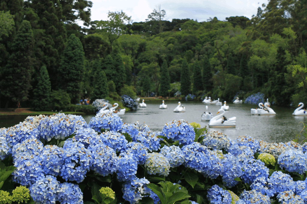Hortênsias azuis em primeiro plano diante do Lago Negro, em Gramado, com pedalinhos em formato de cisne na água e mata verde ao fundo.