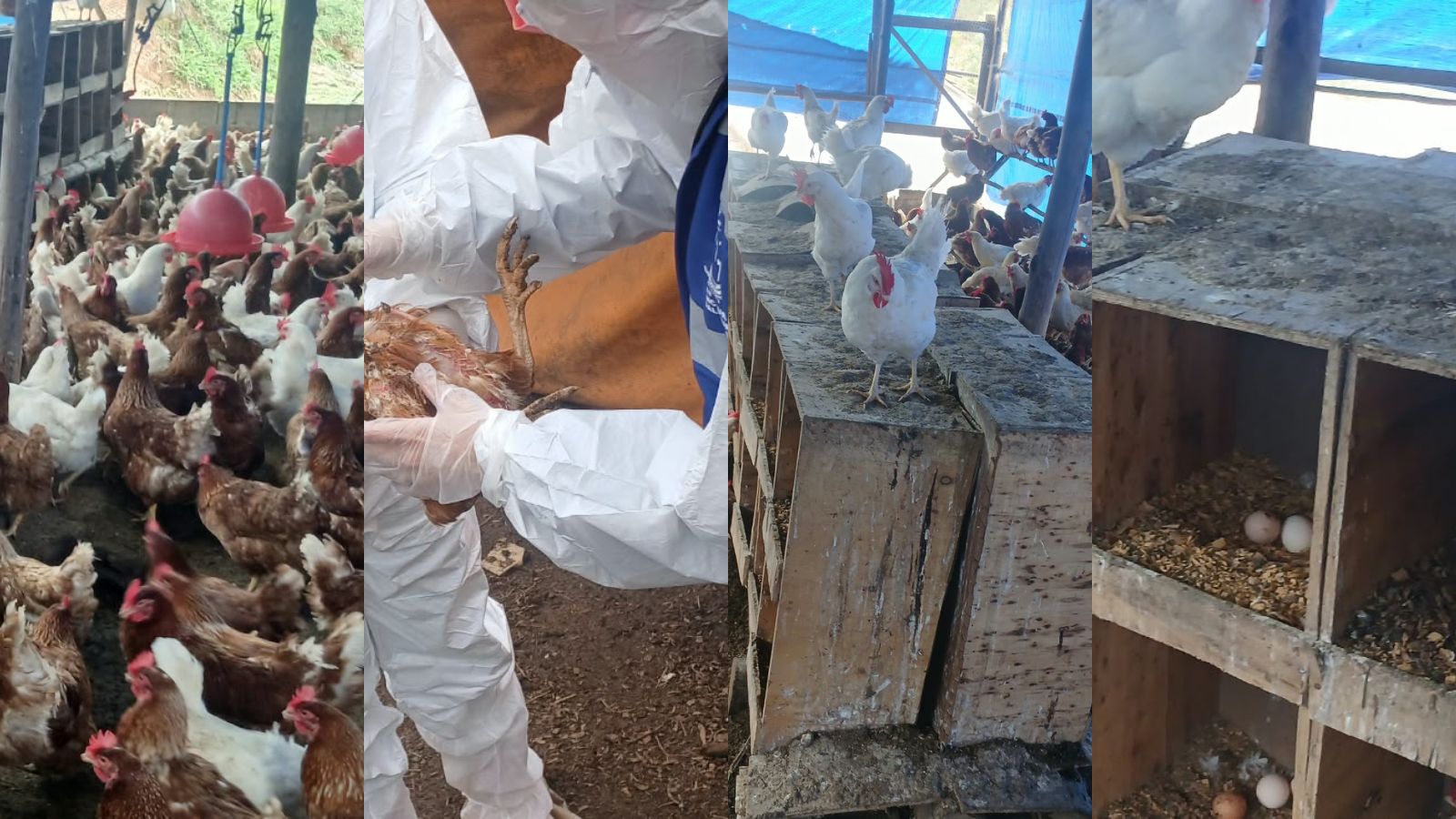 Polícia investiga suspeita de trabalho análogo à escravidão e maus-tratos a animais em granja de Salesópolis
