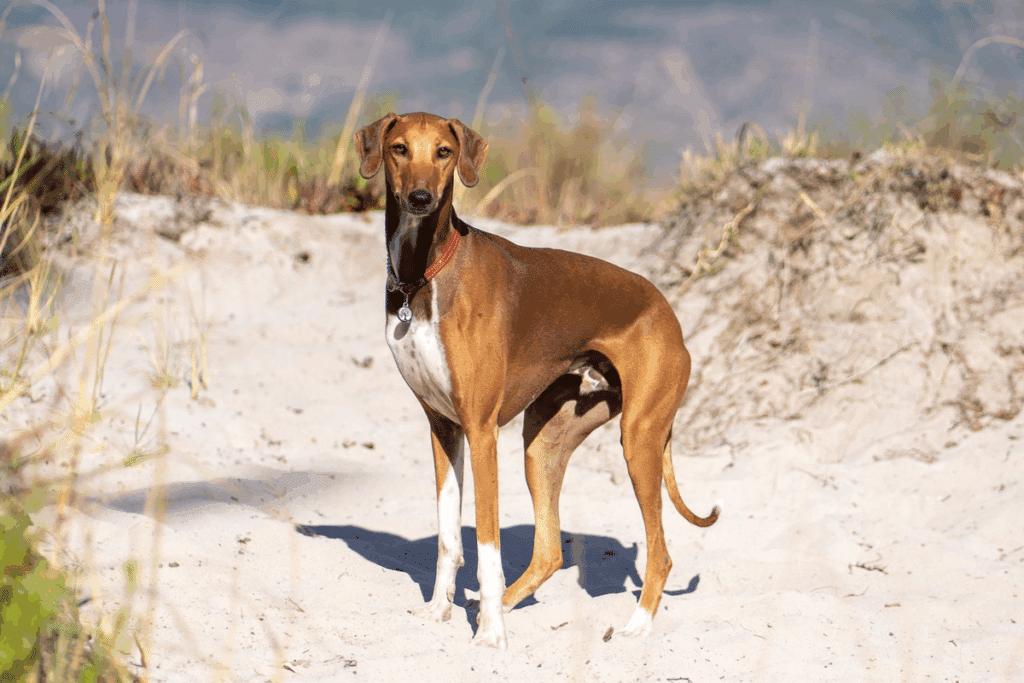 Azawakh: conheça esse antigo cão de caça que se destaca pela aparência magra e elegante 