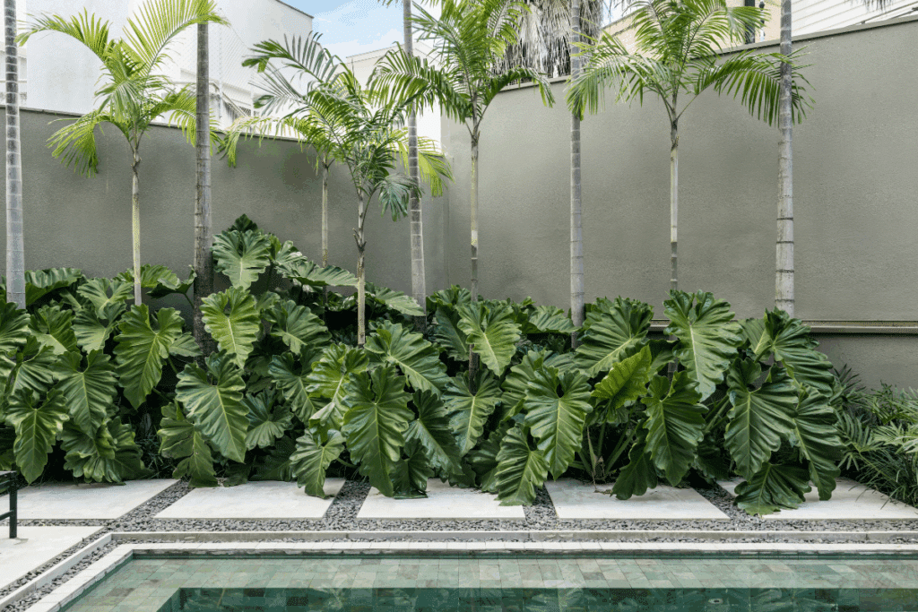 Quer um jardim mais exuberante? Saiba como utilizar filodendros no paisagismo 